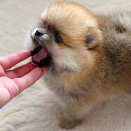 Pomeranian and Poodle Puppies from Mon Chéri Kennels