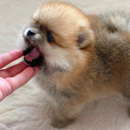 Pomeranian and Poodle Puppies from Mon Chéri Kennels