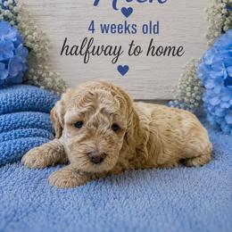 Nick - Apricot male Goldendoodle puppy in North Branch, Michigan from Graceful Miniature Goldendoodles