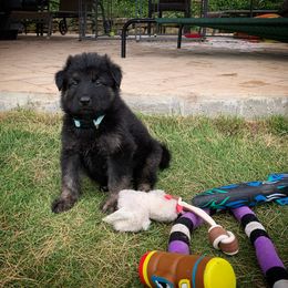 German Shepherd and White Shepherd Puppies from Scenic Creek German Shepherds