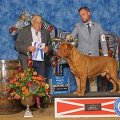 Teague’n - Dogue de Bordeaux