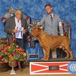 Teague’n - Dogue de Bordeaux