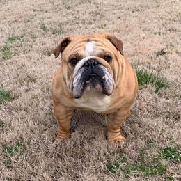Jerry - Bulldog