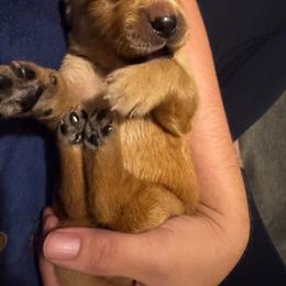 Male 4 - Golden male Golden Retriever puppy in Salisbury, North Carolina from Piedmont Golden Retrievers