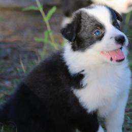Vally - Black and white female Border Collie puppy in Custer, South Dakota from Pinpoint Border Collies