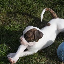 American Bulldog Puppies from Ferocia Kennels