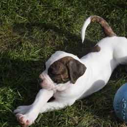 American Bulldog Puppies from Ferocia Kennels