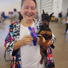 Callie - Miniature Pinscher