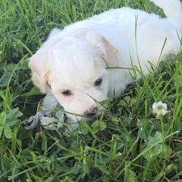 Havanese, Havapoo, and Poodle Puppies from Parlor Pups