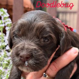 Girl 3 - female Australian Labradoodle puppy in Sedona, Arizona from Red Rock Doodles