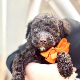 Brownie - Chocolate male Goldendoodle puppy in Cross, South Carolina from DoodleDandy & Danes
