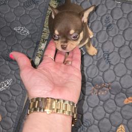 Boy 2 - male Chihuahua puppy in Lugoff, South Carolina from Cutie Pie Chihuahua's