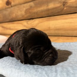 Red Male - Black male Labrador Retriever puppy in Franklin, Virginia from Oak Hollow Retrievers