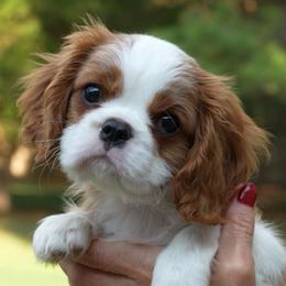 Bear - Blenheim male Cavalier King Charles Spaniel puppy in Greensboro, North Carolina from Hyde Park Cavaliers
