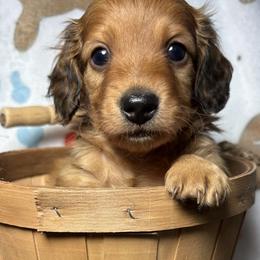 Meeny - Red male Dachshund puppy in West Plains, Missouri from Little Legs Legacy