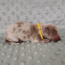 Puppy 6 - Fawn (isabella) and tan female Dachshund puppy in Krum, Texas from Dots N Spots Dachshunds