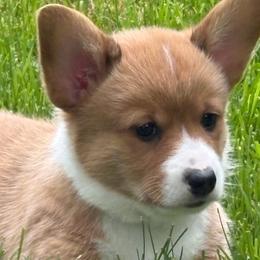 Jolene - Sable female Pembroke Welsh Corgi puppy in Bolton, Massachusetts from West Lake Corgis