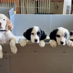 English Setter Puppies from Steens Mountain Setters