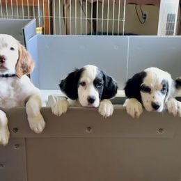 English Setter Puppies from Steens Mountain Setters