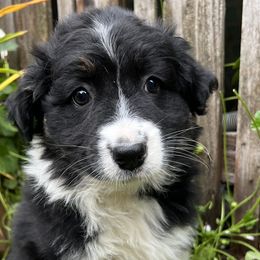 Comet - Black tri-color Australian Shepherd puppy in Yelm, Washington from Country Rose Australian Shepherds