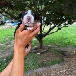 Bluey - Black, white and red male Greater Swiss Mountain Dog puppy in Chester, Illinois from Hilltop Swissys