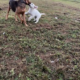 Golden Retriever Puppies from Panhandle PawsNClaws