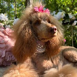 Lady - Poodle