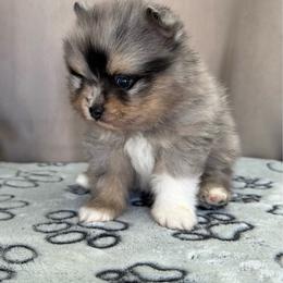 White Claw 4500 - Blue merle male Pomeranian puppy in California from Pawsh Poms