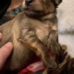 Prague Ratter Puppies from North Star Gem’s Prague Ratters