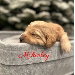 Girl 2 - Cream Goldendoodle puppy in Eastvale, California from Patriot Family Paws