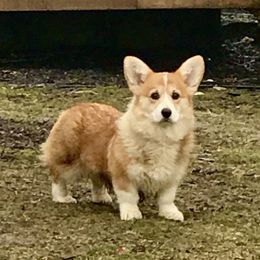 Flower - Pembroke Welsh Corgi