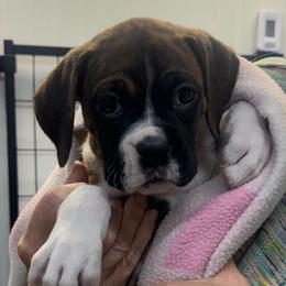 Girl 1 - Brindle female Boxer puppy in Elyria, Ohio from Just-A-Wyn Boxers