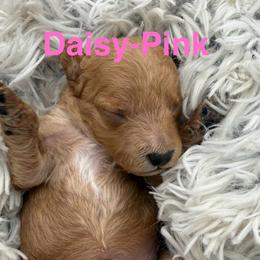 Daisy - Red female Cavapoo puppy in Hayden, Alabama from Agape Southern Farms