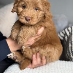Glaze - male Australian Mountain Doodle puppy in Spanish Fork, Utah from Little Puppy Co.