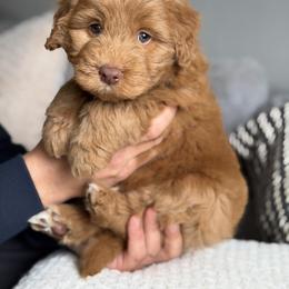 Glaze - male Australian Mountain Doodle puppy in Spanish Fork, Utah from Little Puppy Co.