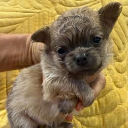 Smiley 6,000 - Blue fawn male Chihuahua puppy in Summerfield, Florida from Uey’s Chihuahuas
