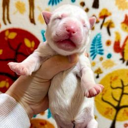 Ophaya - White female Siberian Husky puppy in Lunenburg, Vermont from SNOW WOOLY HUSKY