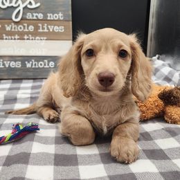Atlas - Cream male Dachshund puppy in Smallett, Missouri from Doxie Holler