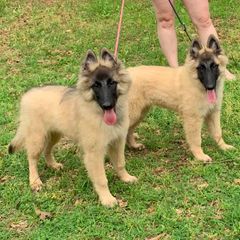 Belgian Tervuren from Darboshea Tervuren