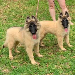 Belgian Tervuren from Darboshea Tervuren