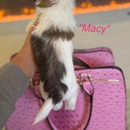Macy - White and tan Morkie puppy in Deltona, Florida from Pink Purse Designer Breeds