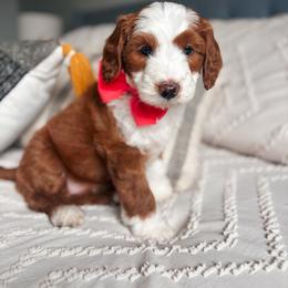 Sierra - Red female Bernedoodle puppy in Weston, Idaho from Berne n Doodles