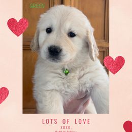 Golden Retriever Puppies from Ruff Life Goldens