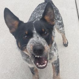Gypsy - Australian Cattle Dog