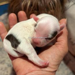 AKC little girl - Tan and white female Yorkshire Terrier puppy in Greencastle, Indiana from Tiny Tushy Lodge