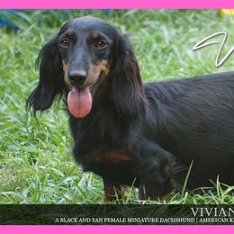 Vivian - Dachshund