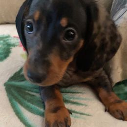 Dachshund Puppies from Harper’s Waggin Winnie’s
