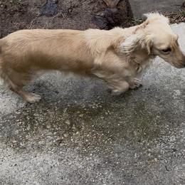 Dachshund puppies from Doxies Galore