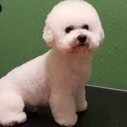 Bichon Frise, Cavachon, Cavalier King Charles Spaniel, Cavapoo, and Havanese Puppies from Peaks Pups & Cavachon Love Chocolate Cavaliers, Cavaliers, Cavachon’s, Cavapoos & Havanese