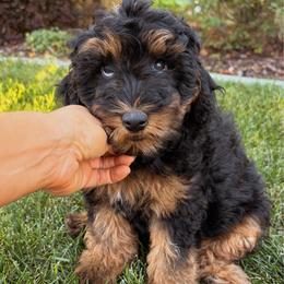 TuffNutt - female Australian Mountain Doodle puppy in Wellsville, Utah from Stay Golden Doodles